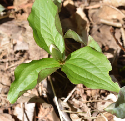 Photo of Trillium Bud April 18 on NaturalCrooksDotCom