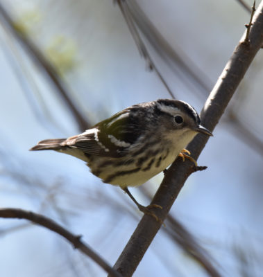 Photo of Black and White Warbler May 3 on NaturalCrooksDotCom