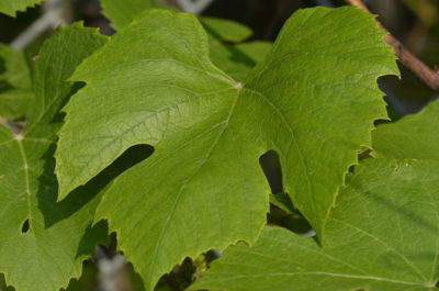 Photo of Riverbank Grape Leaf on NaturalCrooksDotCom