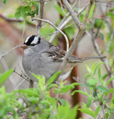 Photo of White Crowned Sparrow in Honeysuckle on NaturalCrooksDotCom