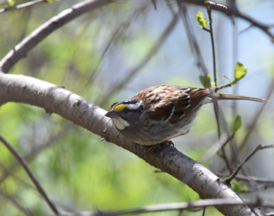 Photo of White Throated Sparrow Arched May 3 On NaturalCrooksDotCom