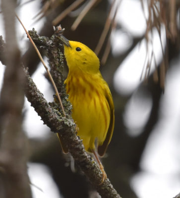 Photo of Yellow Warbler May 6 on NaturalCrooksDotCom