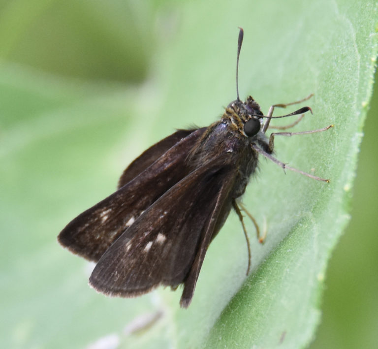 Trying to Sort Out Some Plain Brown Skipper Butterflies Browsing on the ...