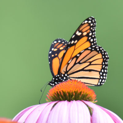 Photo of Monarch Riverwood on NaturalCrooksDotCom