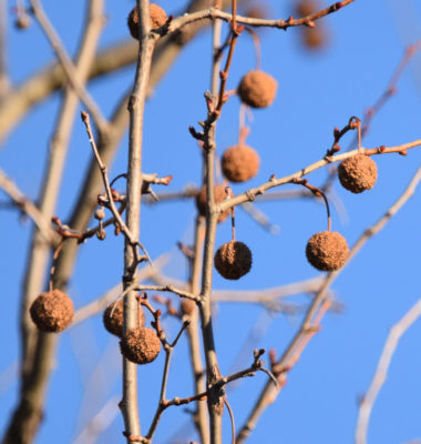 Photo of American Sycamore Seed Balls Riverwood January on NaturalCrooksDotCom