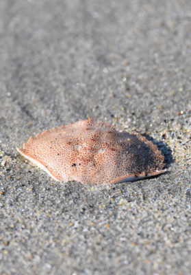 Photo of Crab Shell Crescent on NaturalCrooksDotCom