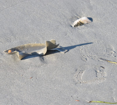 Photo of Moon Snail Eggs Footprint Crescent on NaturalCrooksDotCom