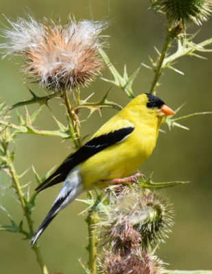 Photo of American Goldfinch on NaturalCrooksDotCom