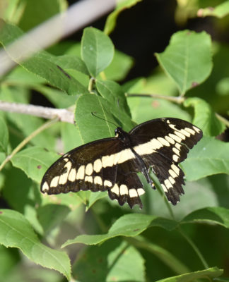 Photo of Giant Swallowtail on NaturalCrooksDotCom