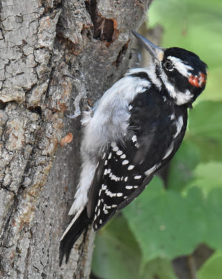 Photo of Hairy Woodpecker on NaturalCrooksDotCom