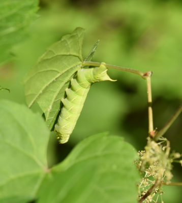 Photo of Lettered Sphinx Moth Found Riverwood Mississauga ON on NaturalCrooksDotCom