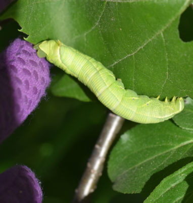 Photo of Lettered Sphinx Moth released Riverwood Mississauga ON on NaturalCrooksDotCom