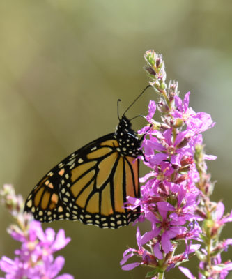 Photo of Monarch on NaturalCrooksDotCom
