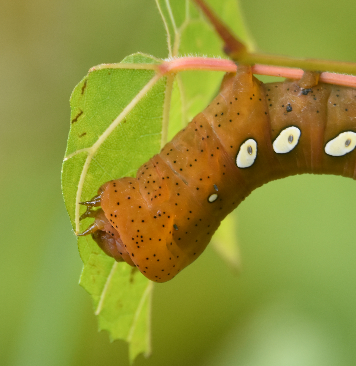 What Big Smooth Caterpillar Is Rusty Brown With 5 White Eye Spots Or Green With Small Black Spots Divided With Vertical White Lines Natural Crooks Ramblings