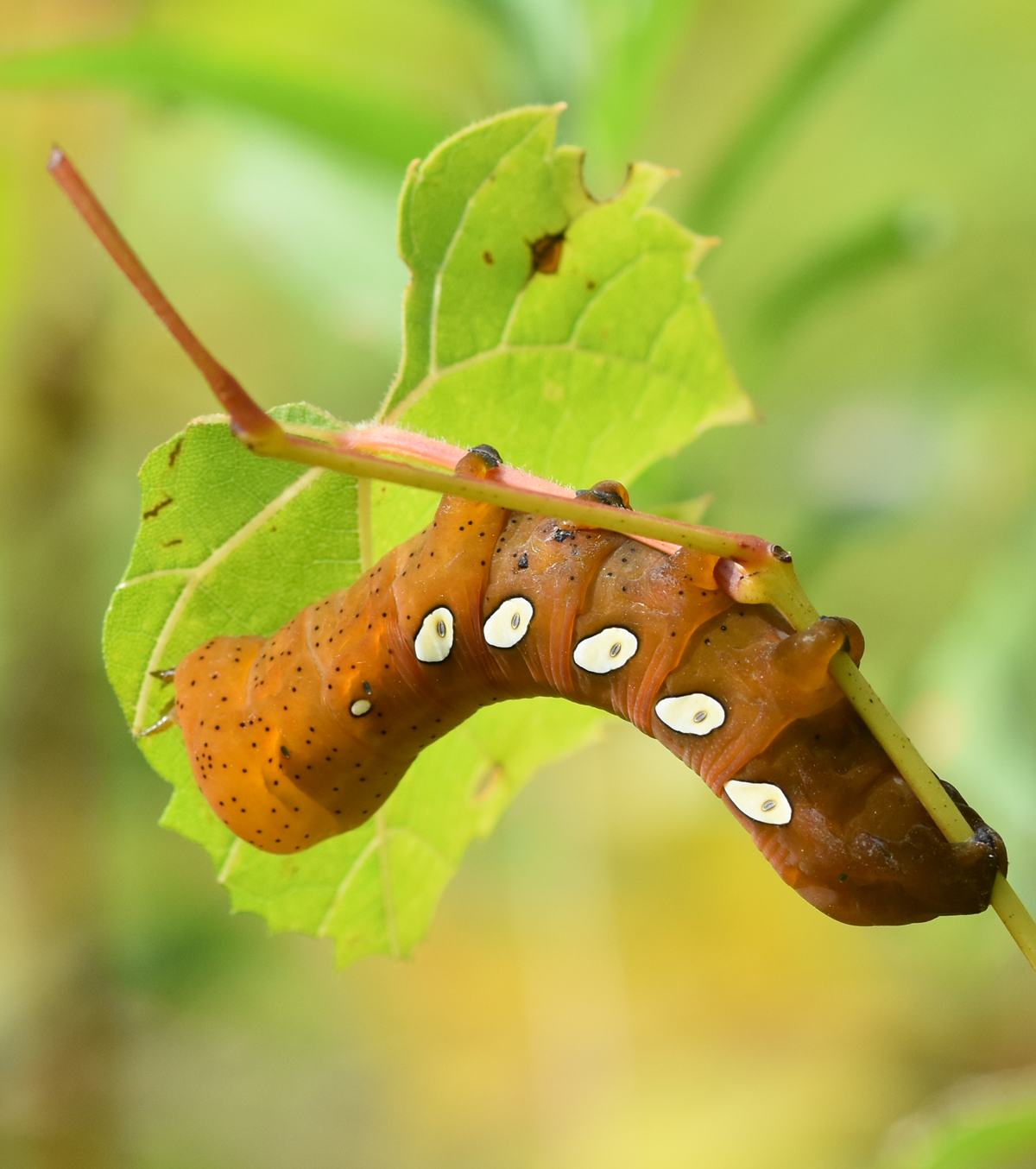 What Big Smooth Caterpillar Is Rusty Brown With 5 White Eye Spots Or Green With Small Black Spots Divided With Vertical White Lines Natural Crooks Ramblings