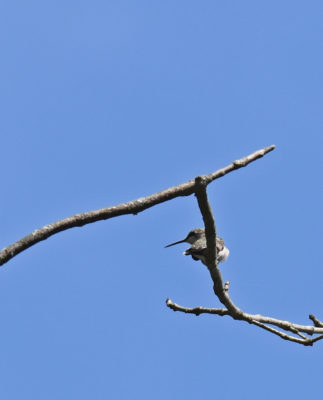 Photo of Ruby Throated Hummingbird on NaturalCrooksDotCom