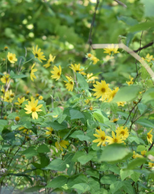 Photo of Yellow Flowers on NaturalCrooksDotCom