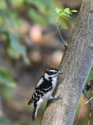 Photo of Downy Woodpecker Hendrie on NaturalCrooksDotCom