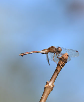Photo of Dragonfly Hendrie on NaturalCrooksDotCom