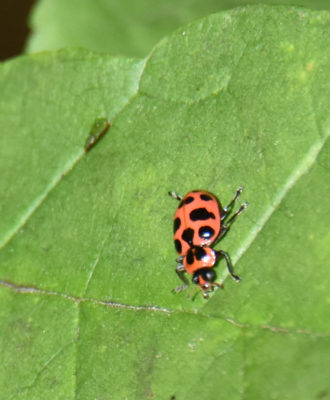 Photo of Ladybug Hendrie on NaturalCrooksDotCom