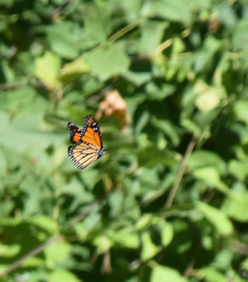Photo of Monarch in Flight on NaturalCrooksDotCom