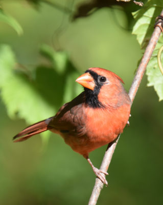 Photo of Northern Cardinal Grapes on NaturalCrooksDotCom