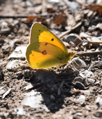 Photo of Orange Sulphur Hendrie on NaturalCrooksDotCom