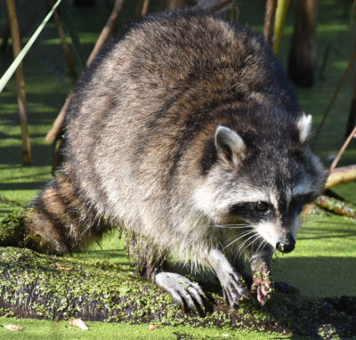 Photo of Raccoon Hendrie on NaturalCrooksDotCom