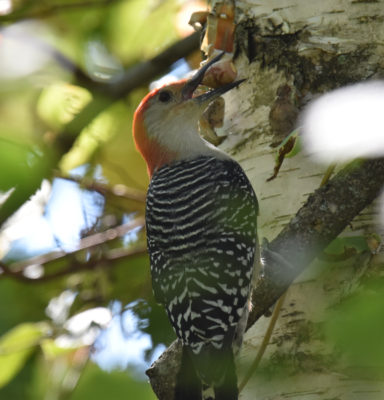 Photo of Red Bellied Woodpecker Acorn on NaturalCrooksDotCom