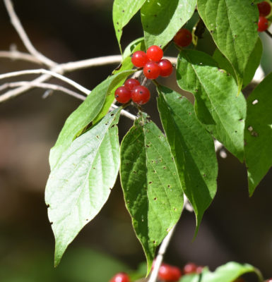 Photo of Red Berries Hendrie on NaturalCrooksDotCom