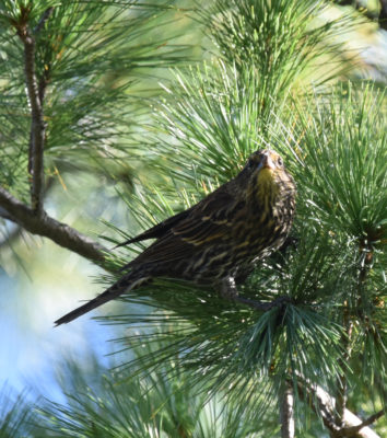 Photo of Red Winged Blackbird Pine on NaturalCrooksDotCom