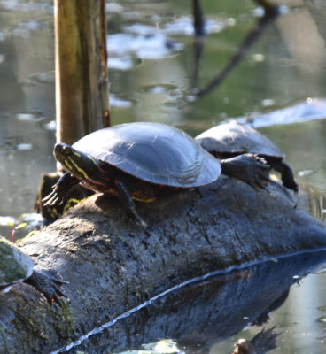 Photo of Turtle Hendrie on NaturalCrooksDotCom
