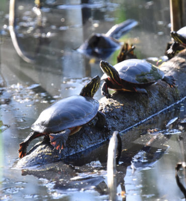 Photo of Turtles Hendrie on NaturalCrooksDotCom