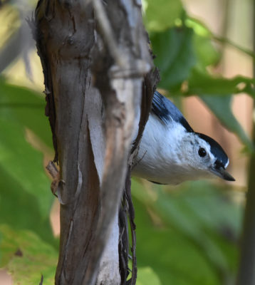 Photo of White Breasted Nuthatch Hendrie on NaturalCrooksDotCom