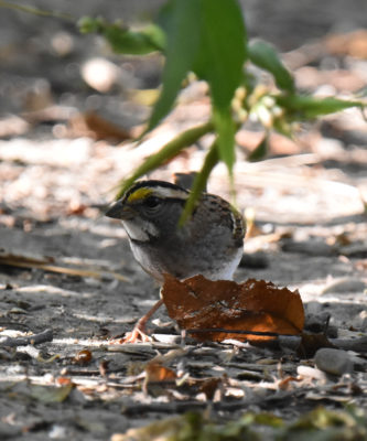 Photo of White Throated Sparrow Hendrie on NaturalCrooksDotCom