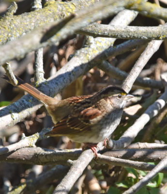 Photo of White Throated Sparrow Oct 1 On NaturalCrooksDotCom