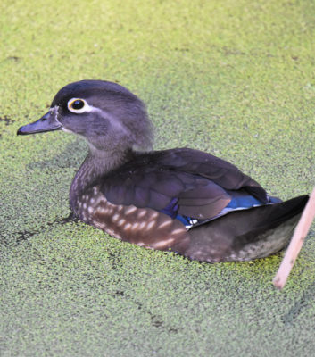 Photo of Wood Duck Female or Juvenile Hendrie on NaturalCrooksDotCom