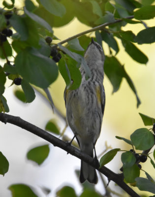 Photo of Yellow Rumped Warbler Hendrie on NaturalCrooksDotComYellow Rumped Warbler Hendrie on NaturalCrooksDotCom