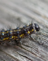 Photo of Lecontes Haploa Moth Caterpillar Face on NaturalCrooksDotCom