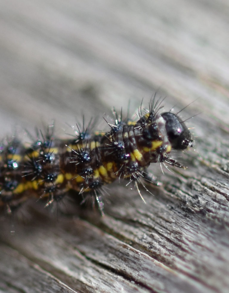 baby black caterpillar with yellow stripes