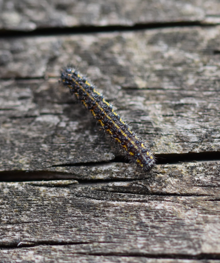 black caterpillar with yellow stripes and one spike