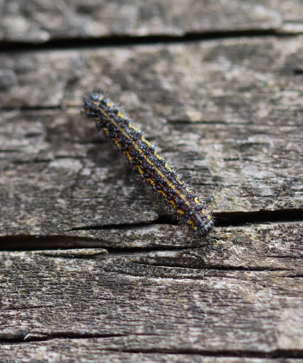 small black caterpillar with yellow stripes curled in leaf