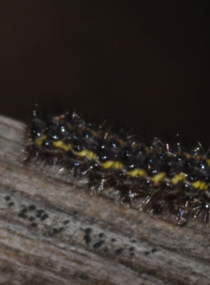 Photo of Lecontes Haploa Moth Caterpillar Warts on NaturalCrooksDotCom