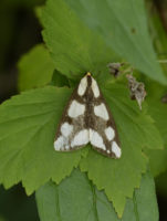 Photo of Lecontes Haploa Moth on NaturalCrooksDotCom