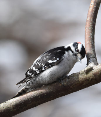 Photo of Downy Woodpecker ColSS on NaturalCrooksDotCom