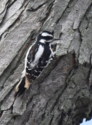 Photo of Hairy Woodpecker ColSS on NaturalCrooksDotCom