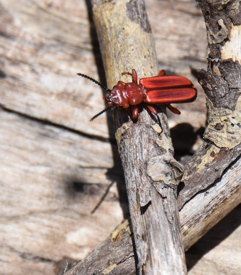 What Bright Red Beetle Bug Just Flew By On a Warm Spring Day in the ...