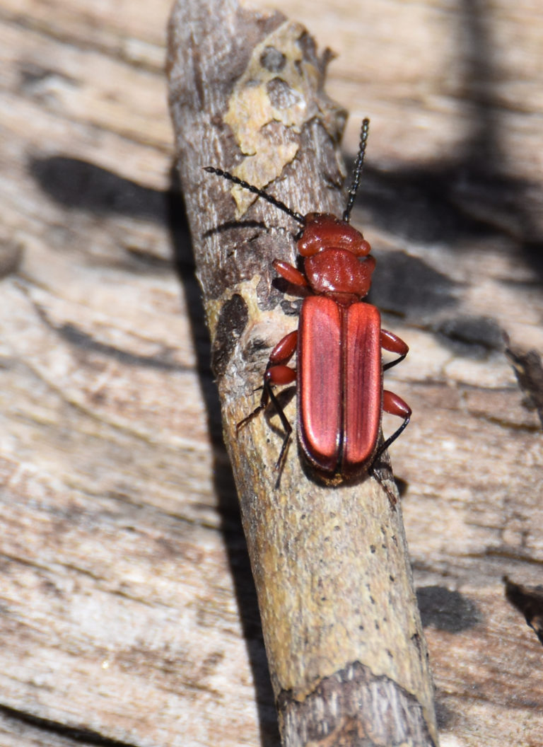 What Bright Red Beetle Bug Just Flew By On a Warm Spring Day in the ...