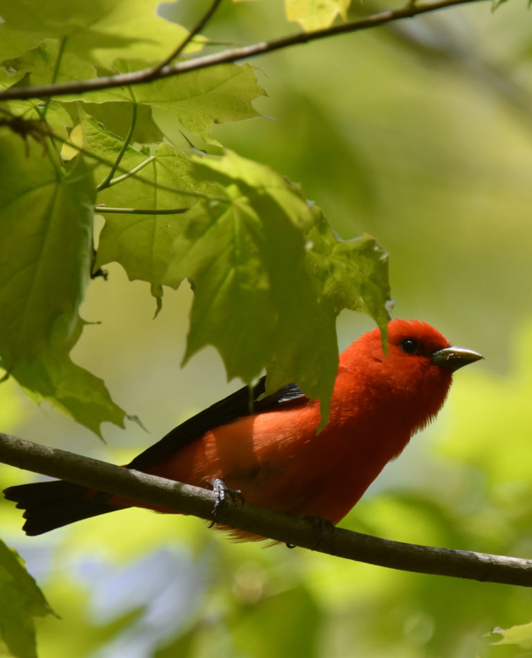 What Is This Bright Red Robin-sized Bird with Black Wings? | Natural ...