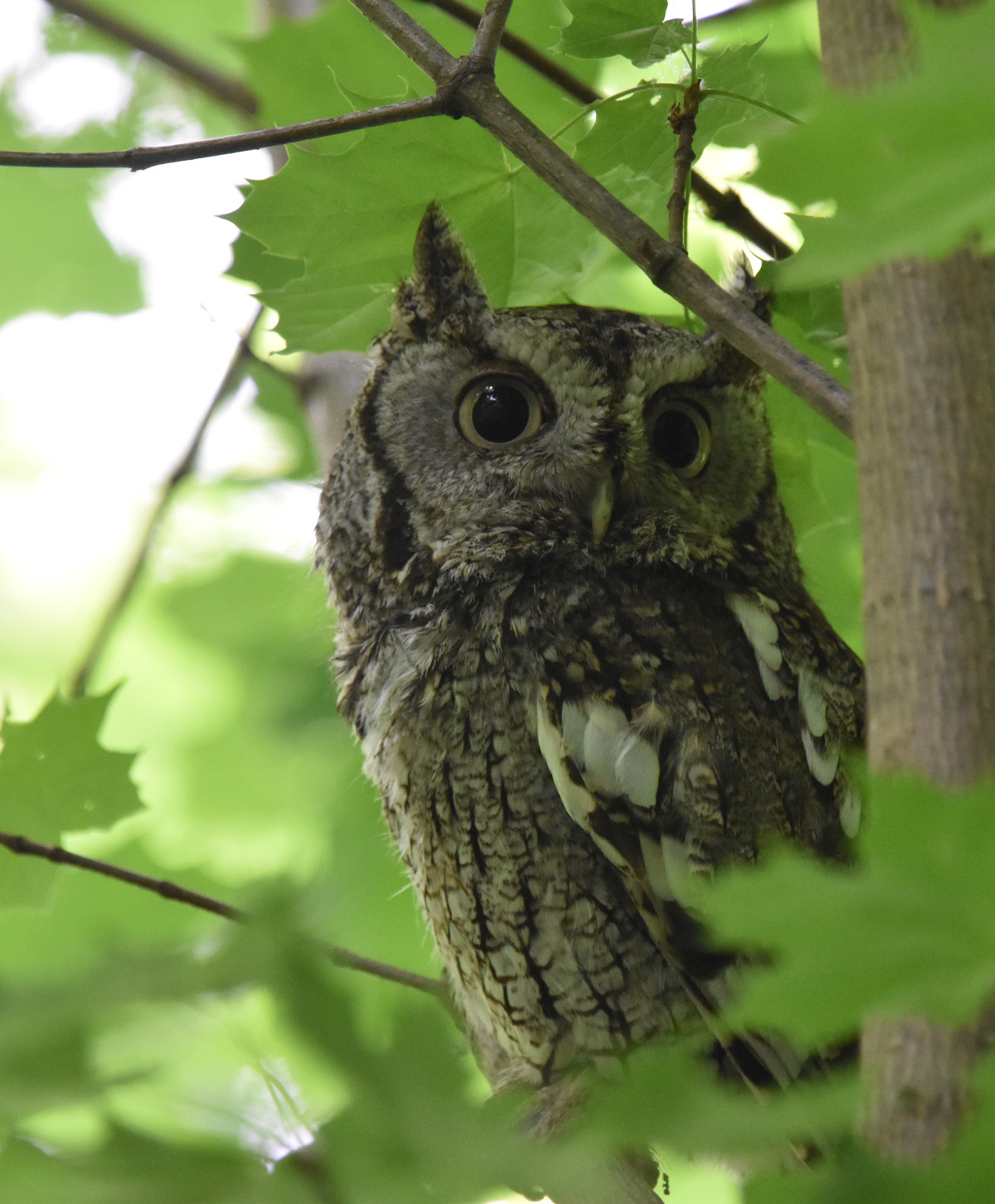 Surprised and Surrounded by Six Spring Screech Owls in South ...